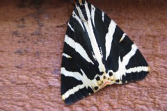 vlinder#(20110728) insecten