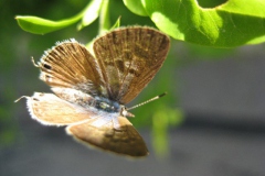 vlinder#(20130617) insecten