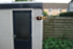 zweefvlieg#(20130725) insecten