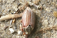 meikever#(20230515) insecten