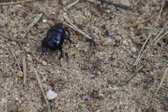 mestkever#(20170312) insecten