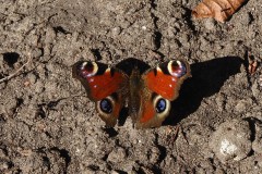 vlinder#(20250405) insecten