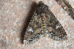 nachtvlinder#(20190518) insecten