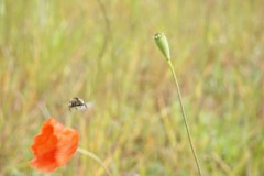 hommel#(20260518) insecten
