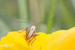 sprinkhaan#(20260518) insecten