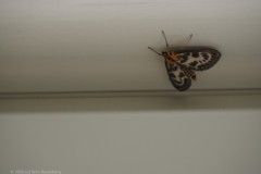 bonte brandnetelmot#(20260523) insecten