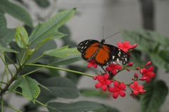 vlinder#(20170524)g  insecten