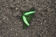 vlinder#(20170524)h  insecten