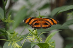 vlinder#(20170524)i  insecten