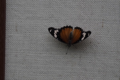 vlinder#(20170524)j  insecten