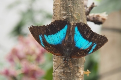 vlinder#(20170524)k  insecten