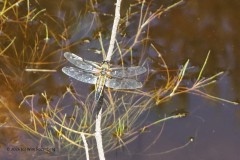 libelle#(20260530)b insecten