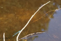 libelle#(20260530)a insecten