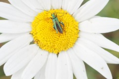 schijnbok#(20260601) insect