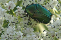 tor#(20250625) insecten