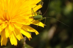 sprinkhaan#(20150702) insecten