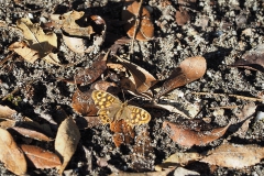 vlinder#(20180706) insecten