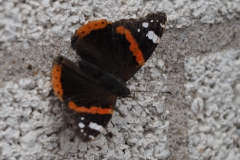 vlinder#(20160724) insecten