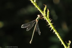 libelle#(20250811) insecten