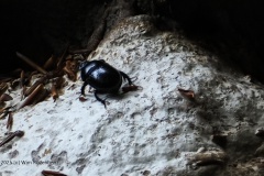 mestkever#(20250830) insecten