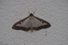 nachtvlinder#(20190904) insecten