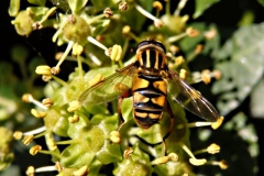 pendelvlieg#(20141004) insecten