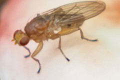 suilla#(20251017)insecten