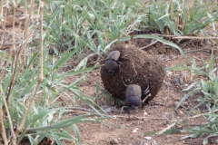 mestkever#(20141106) insecten