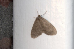 nachtvlinder#(20191204) insecten