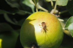 wants#(20180626) insecten