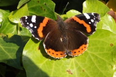 vlinder#(20151025) insecten