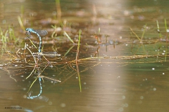 libelle#(20180720)a insecten