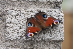 vlinder#(20160716)  insecten