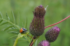 lieveheersbeestje#(20180615) insecten