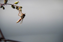 zweefvlieg#(20180816) insecten