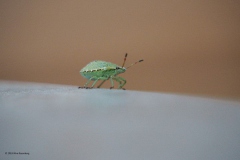 wants#(20180730) insecten