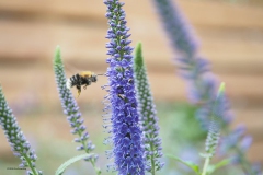 hommel#(20180624) insecten