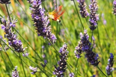 vlinder#(20180710)a insecten