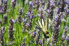 vlinder#(20180709) insecten