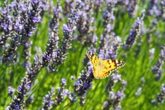 vlinder#(20180709) insecten