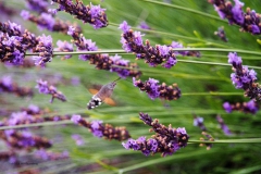 vlinder#(20180704) insecten