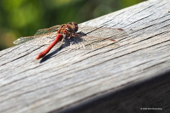 libelle#(20180929) insecten