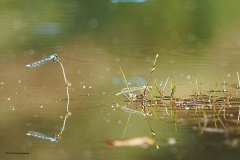 libelle#(20180720)b insecten