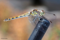 libelle#(20180812)a insecten