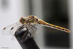 libelle#(20180812) insecten