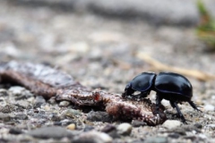 mestkever#(20170905)a insecten