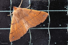 nachtvlinder#(20181010) insecten
