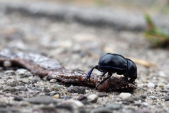 mestkever#(20170905)b insecten