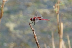 libelle#(20141106) insecten