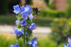 hommel#(20180624) insecten